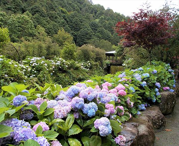 騎機車上杉林溪餘韻 紫陽花紫葉槭步道 139荔枝王 彰化定食八 橙光小田園 痞客邦 騎機車上杉林溪餘韻 紫陽花紫葉槭步道 139荔枝王 彰化定食八 橙光小田園 痞客邦