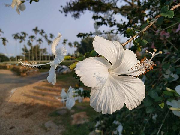 芒花翻飛的返程點滴