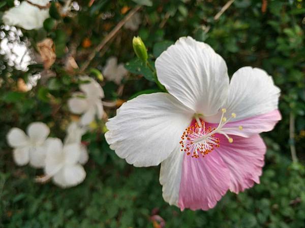 芒花翻飛的返程點滴