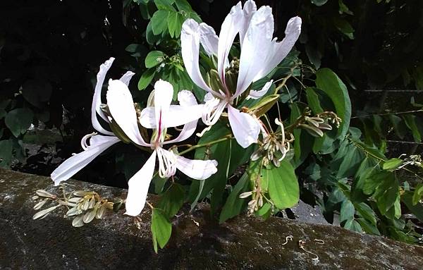 車埕．隱茶．貯木池．紫陽花