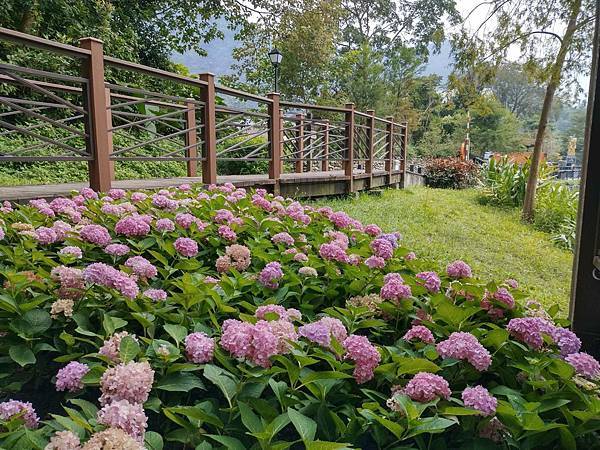 車埕．隱茶．貯木池．紫陽花