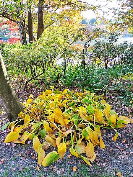 秋色獵人東京旅：日本庭園