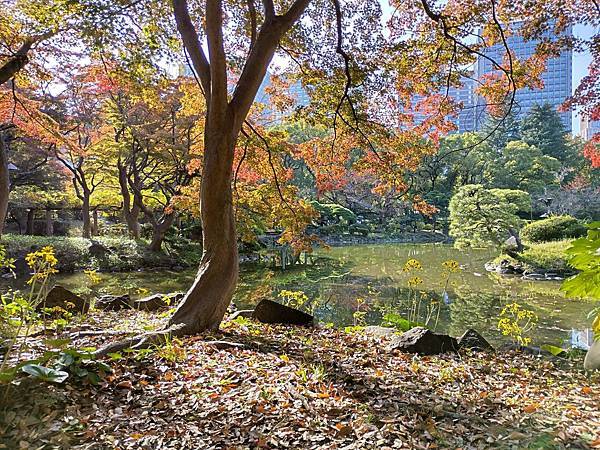 秋色獵人東京旅：金黃燦爛 日比谷公園