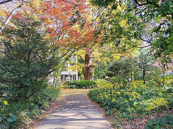 秋色獵人東京旅：金黃燦爛 日比谷公園