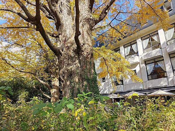 秋色獵人東京旅：日比谷公園 松本樓