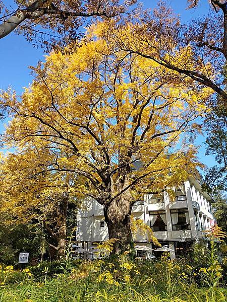 秋色獵人東京旅：日比谷公園 松本樓