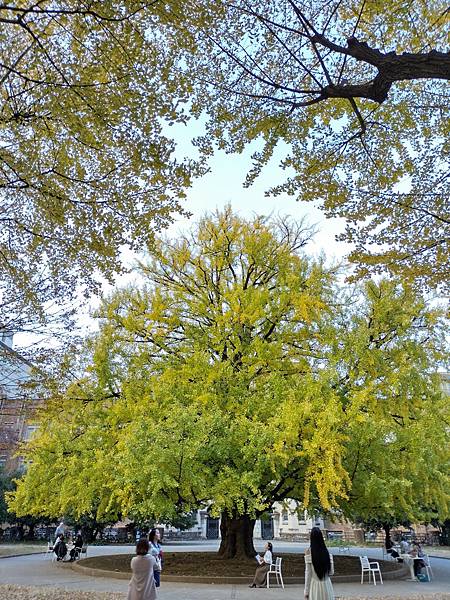 東京大學