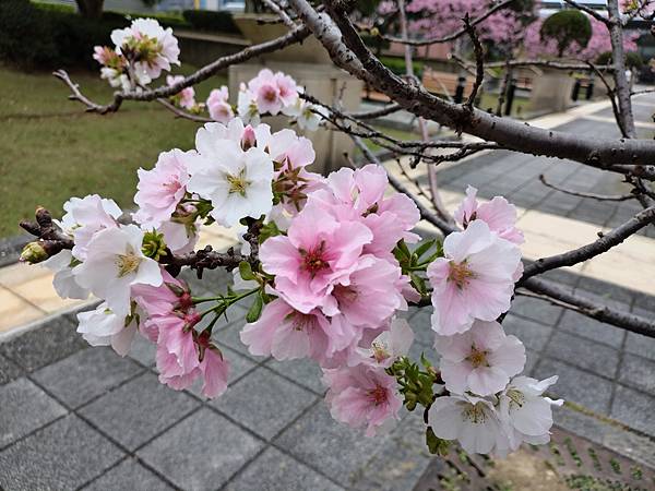 東京春旅：桃園高鐵站外的富士櫻．赤坂 相鐵Fresa Inn