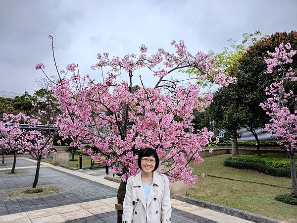 東京春旅：桃園高鐵站外的富士櫻．赤坂 相鐵Fresa Inn