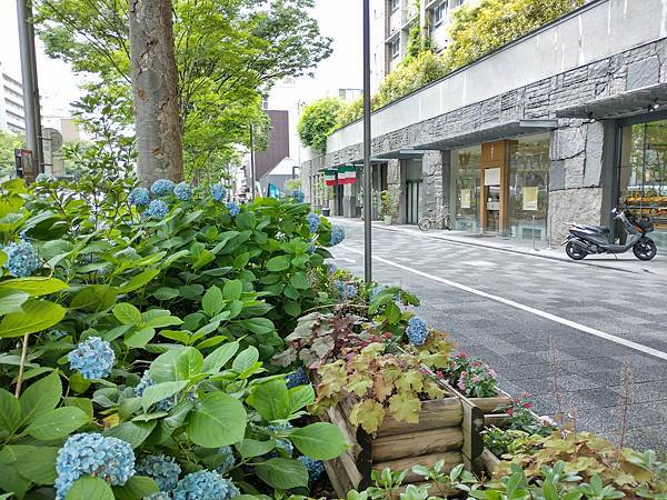 京都 廬山寺賞桔梗（