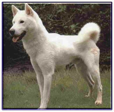 紀州犬 犬百科 痞客邦