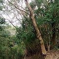 DSC_2977.JPG