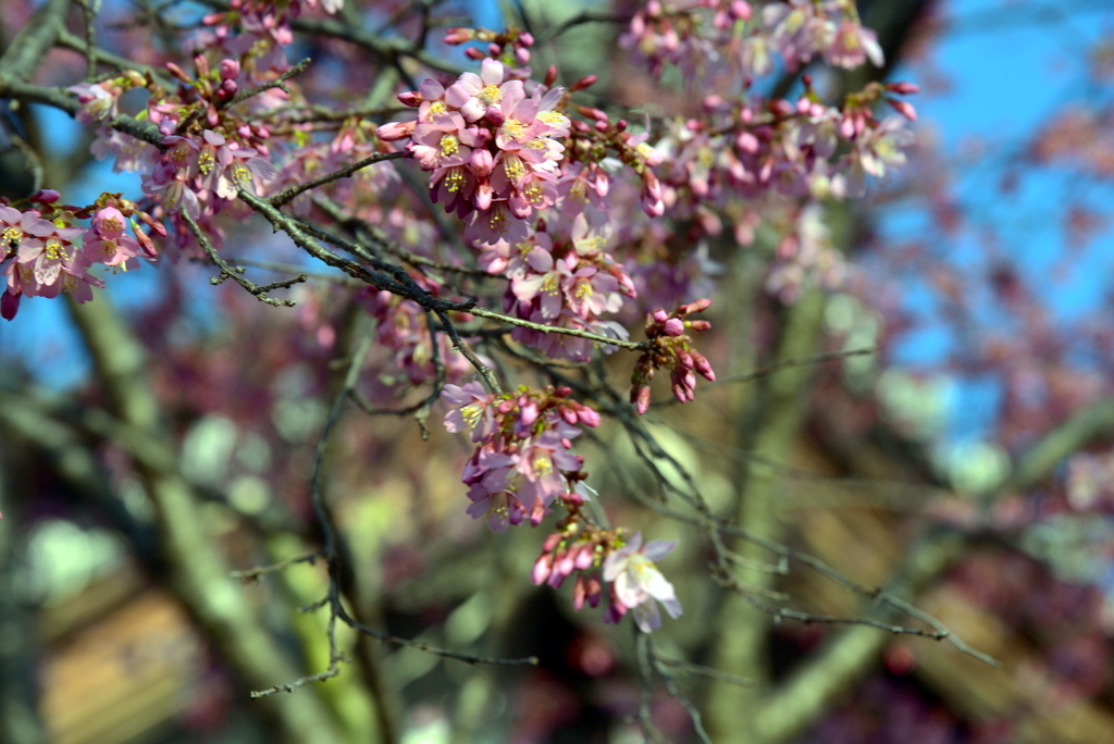 京都市 櫻花季前的京都03 長徳寺青山花圃下鴨神社跳烏龜 J28ah的美景採集錄 痞客邦