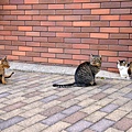 130-DSC_3793.JPG