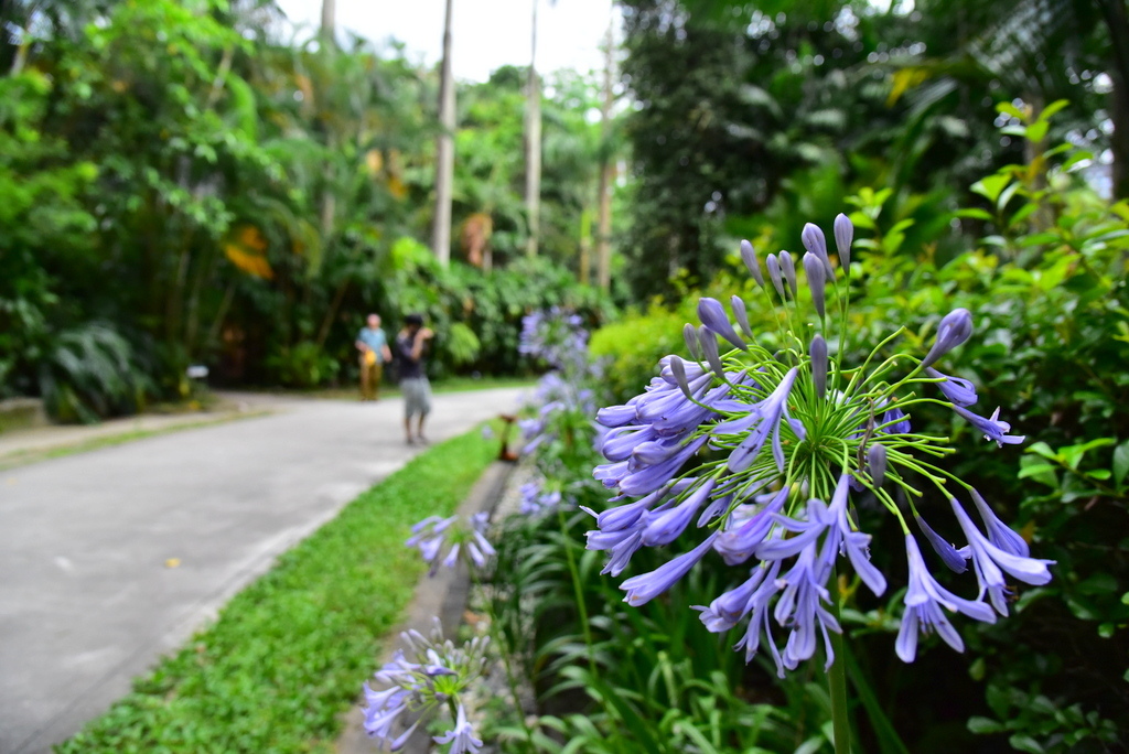 【台北中正】植物園裡拈花惹草華西街郭家炒牛肉