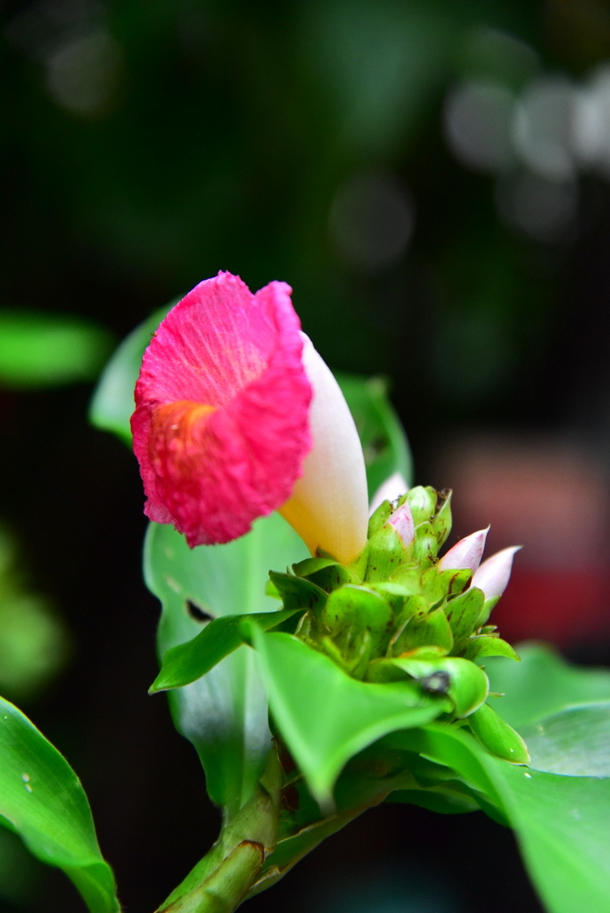 【台北中正】植物園裡拈花惹草華西街郭家炒牛肉