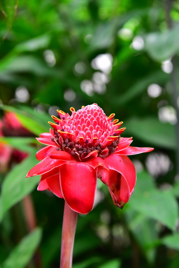 【台北中正】植物園裡拈花惹草華西街郭家炒牛肉