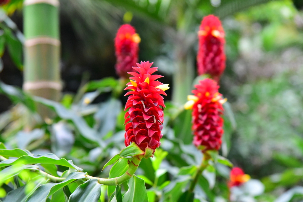 【台北中正】植物園裡拈花惹草華西街郭家炒牛肉