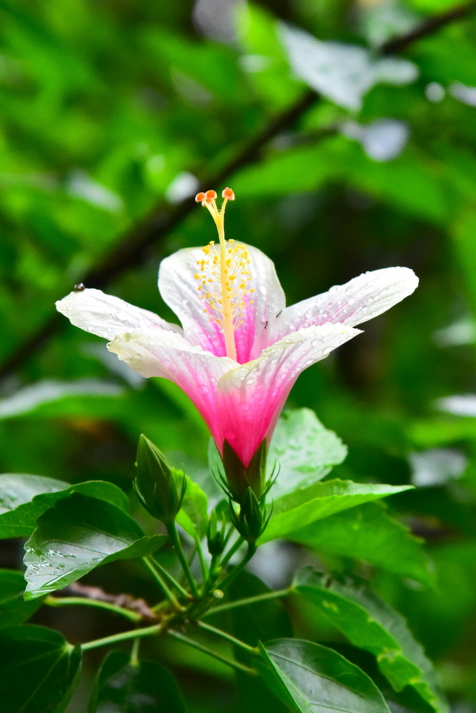 【台北中正】植物園裡拈花惹草華西街郭家炒牛肉