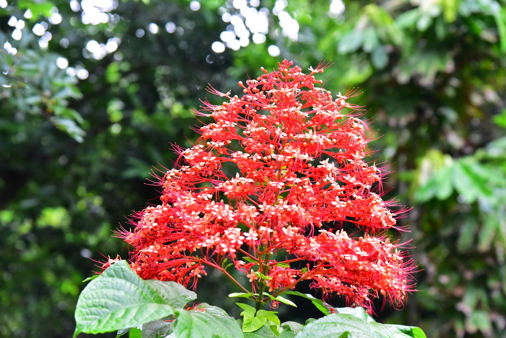 【台北中正】植物園裡拈花惹草華西街郭家炒牛肉