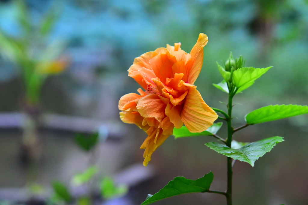 【台北中正】植物園裡拈花惹草華西街郭家炒牛肉