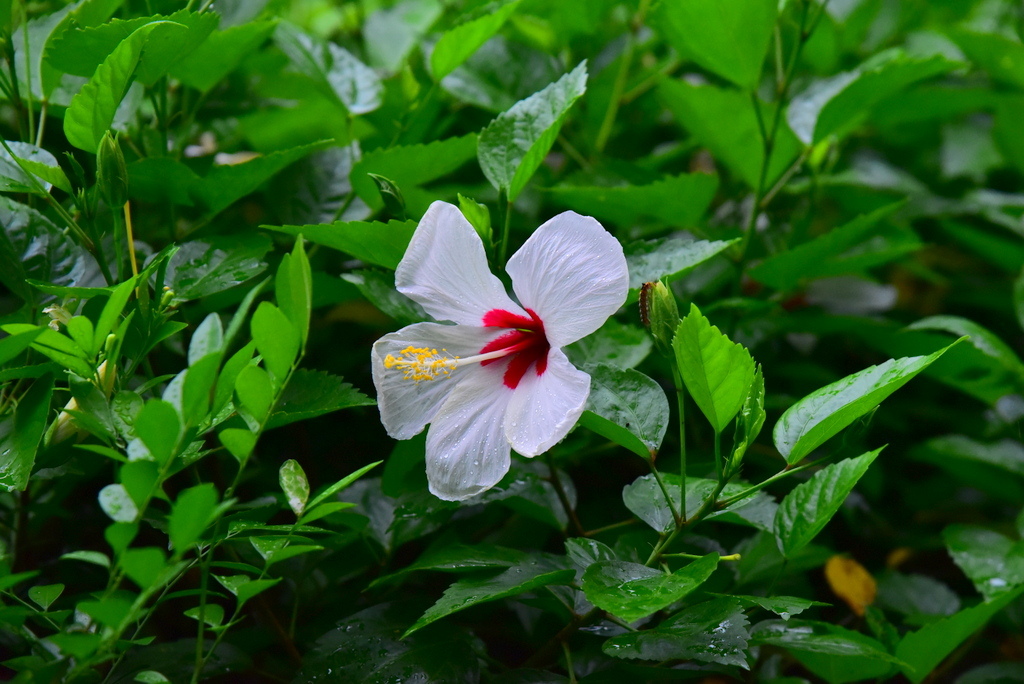 【台北中正】植物園裡拈花惹草華西街郭家炒牛肉