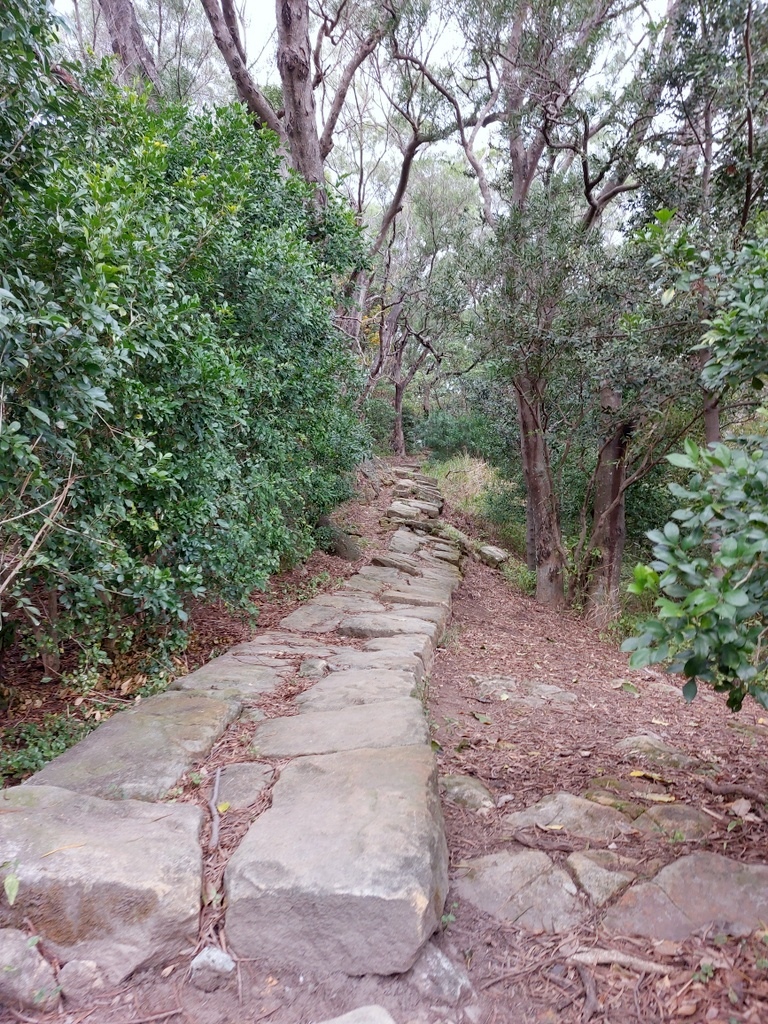 【台北北投】東華公園登小山加碼賞白梅及落羽松