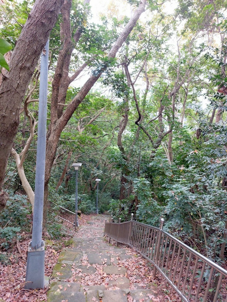 【台北北投】東華公園登小山加碼賞白梅及落羽松