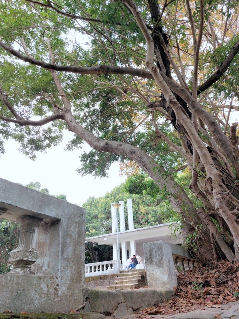 【台北北投】東華公園登小山加碼賞白梅及落羽松