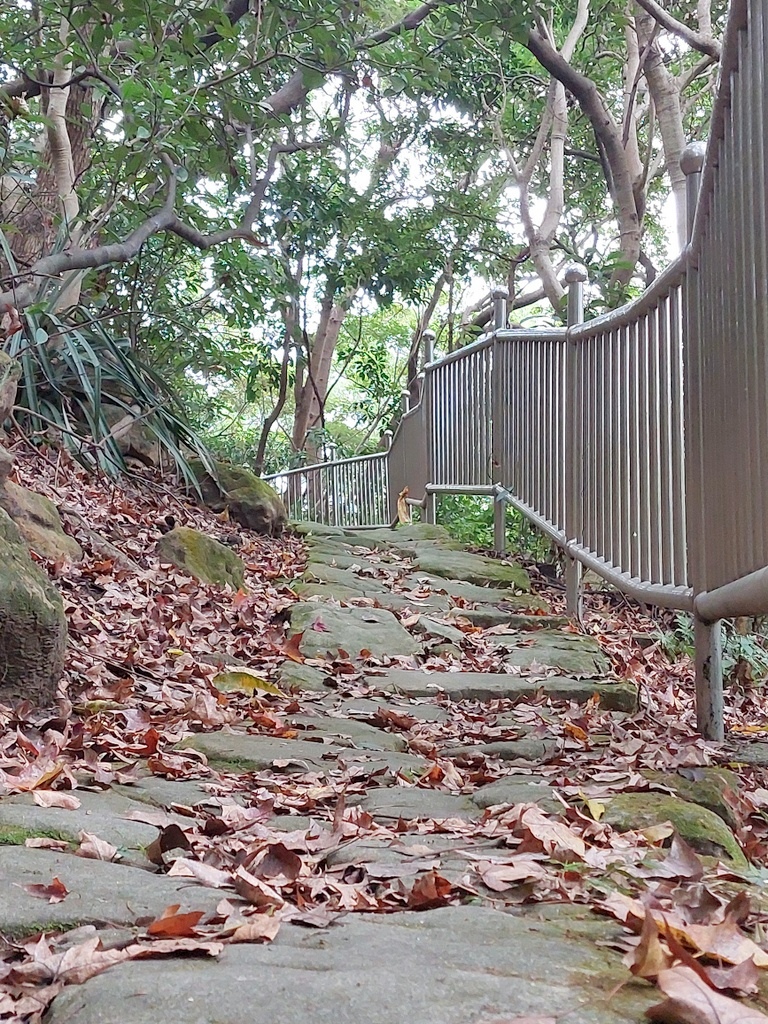 【台北北投】東華公園登小山加碼賞白梅及落羽松