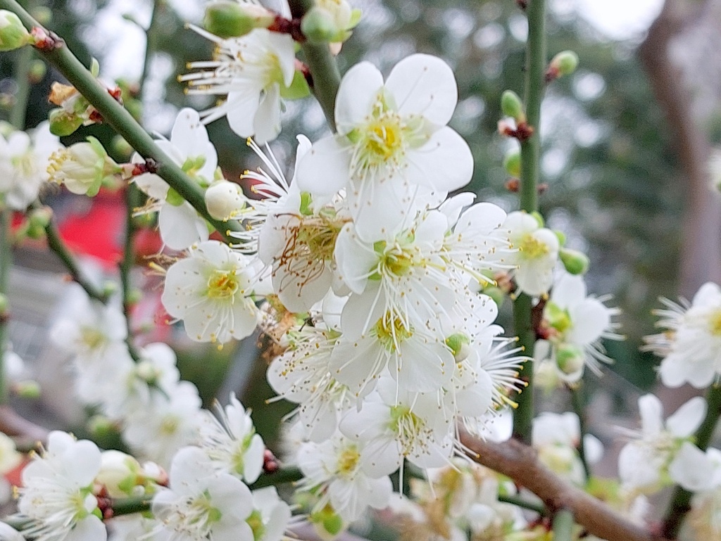 【台北北投】東華公園登小山加碼賞白梅及落羽松