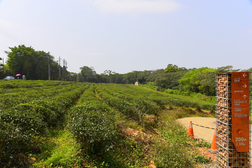 【新竹湖口】優質的湖口茶香步道