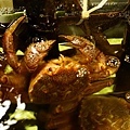 在海產區的活螃蟹 live crab waiting to be served 