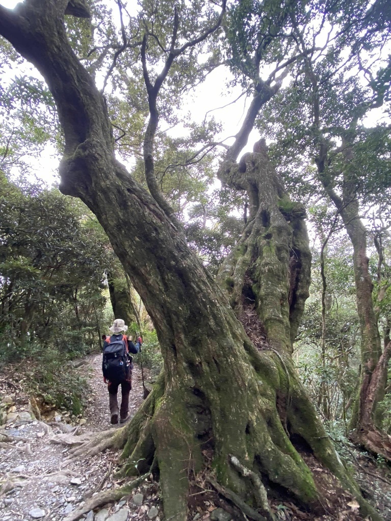 【屏東泰武】北大武步道之北大武山 part2