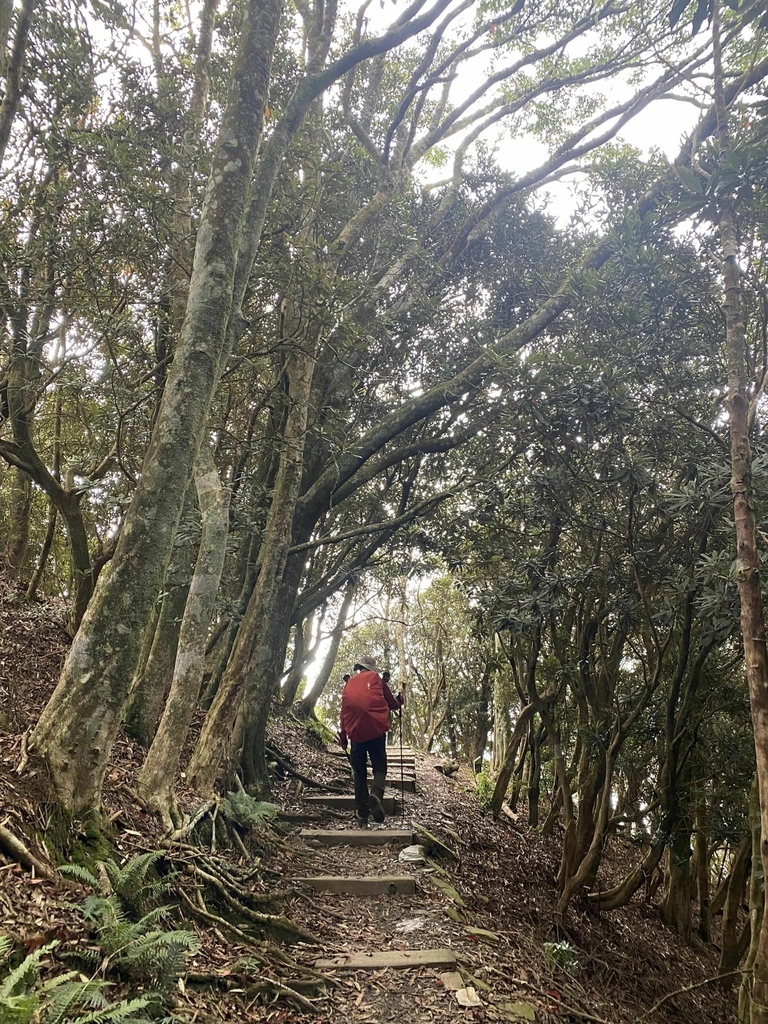 【屏東泰武】北大武步道之北大武山 part2