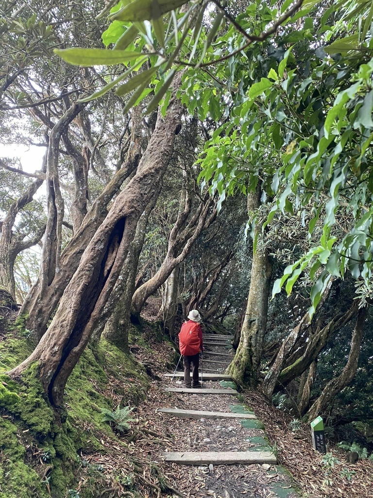 【屏東泰武】北大武步道之北大武山 part2