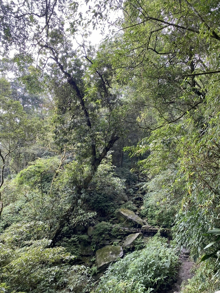 【屏東泰武】北大武步道之北大武山 part2