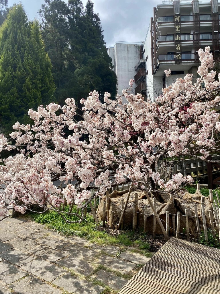 【嘉義阿里山】阿里山森林遊樂區賞花行。day1