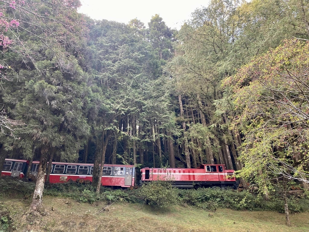 【嘉義阿里山】阿里山森林遊樂區賞花行。day1