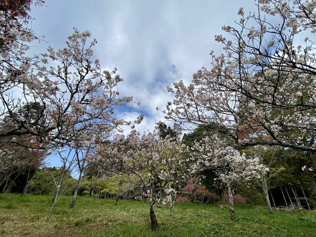 【嘉義阿里山】阿里山森林遊樂區賞花行。day1