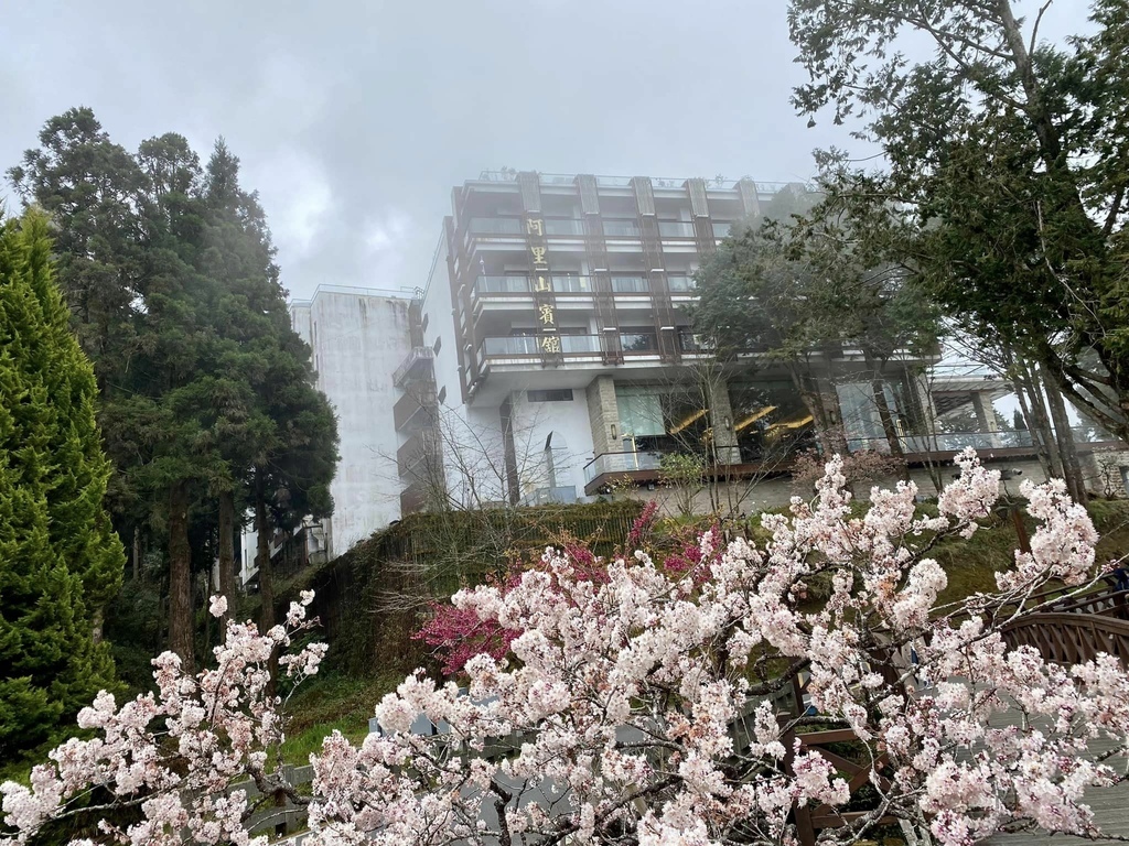 【嘉義阿里山】阿里山森林遊樂區賞花行。day1