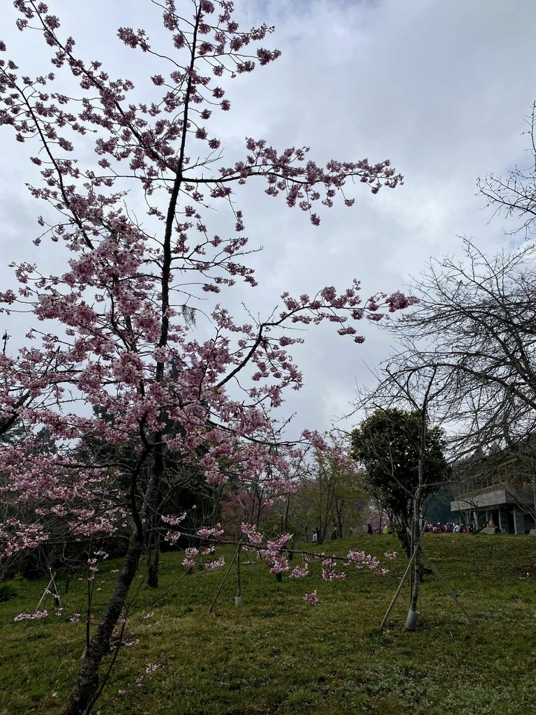 【嘉義阿里山】阿里山森林遊樂區賞花行。day1