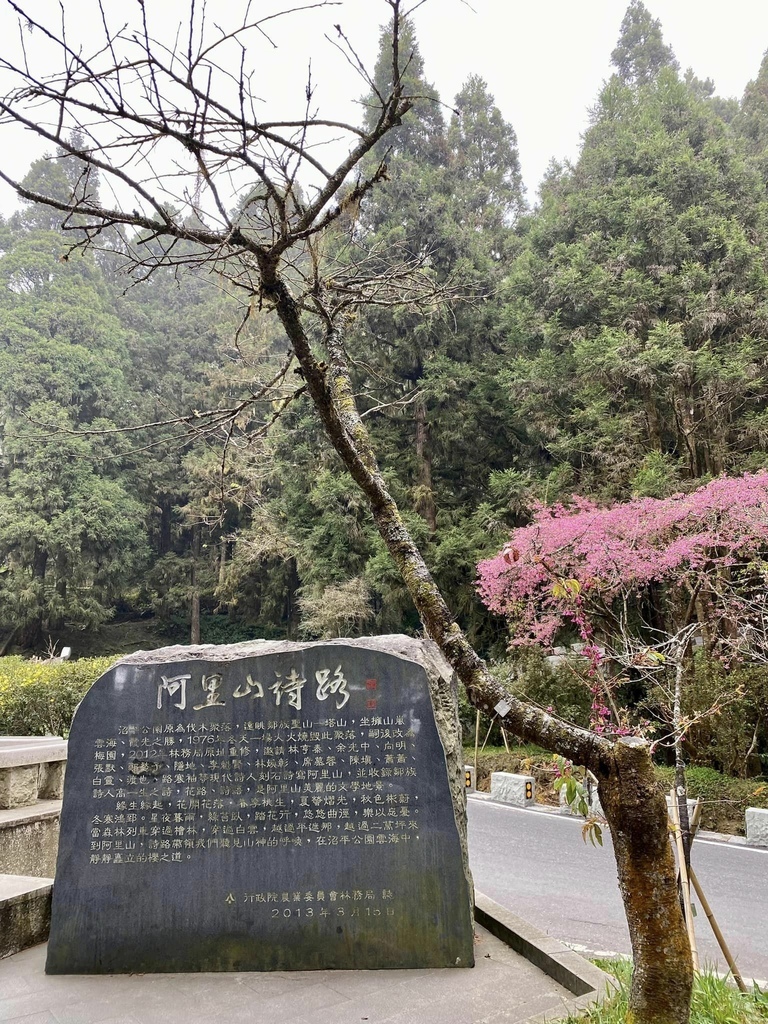 【嘉義阿里山】阿里山森林遊樂區賞花行。day1