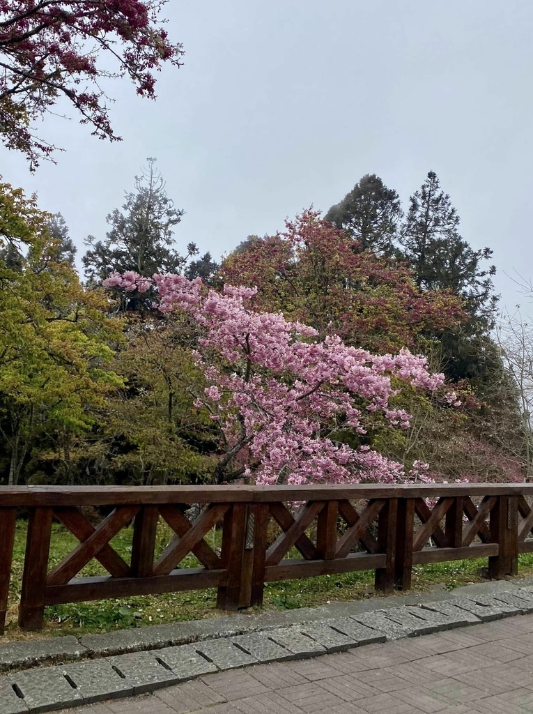 【嘉義阿里山】阿里山森林遊樂區賞花行。day1