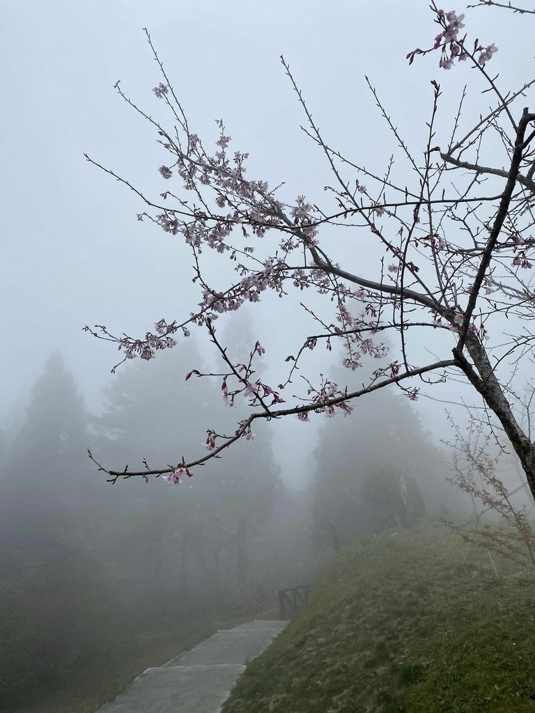 【嘉義阿里山】阿里山森林遊樂區賞花行。day1