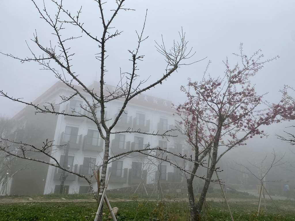 【嘉義阿里山】阿里山森林遊樂區賞花行。day1