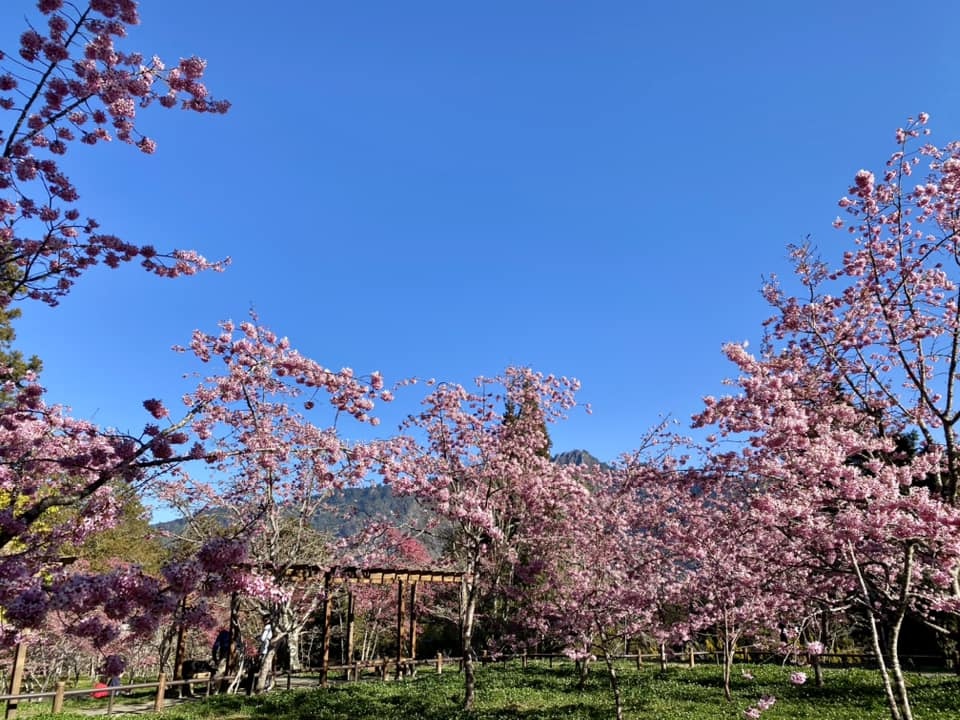 【嘉義阿里山】阿里山森林遊樂區賞花行。day2