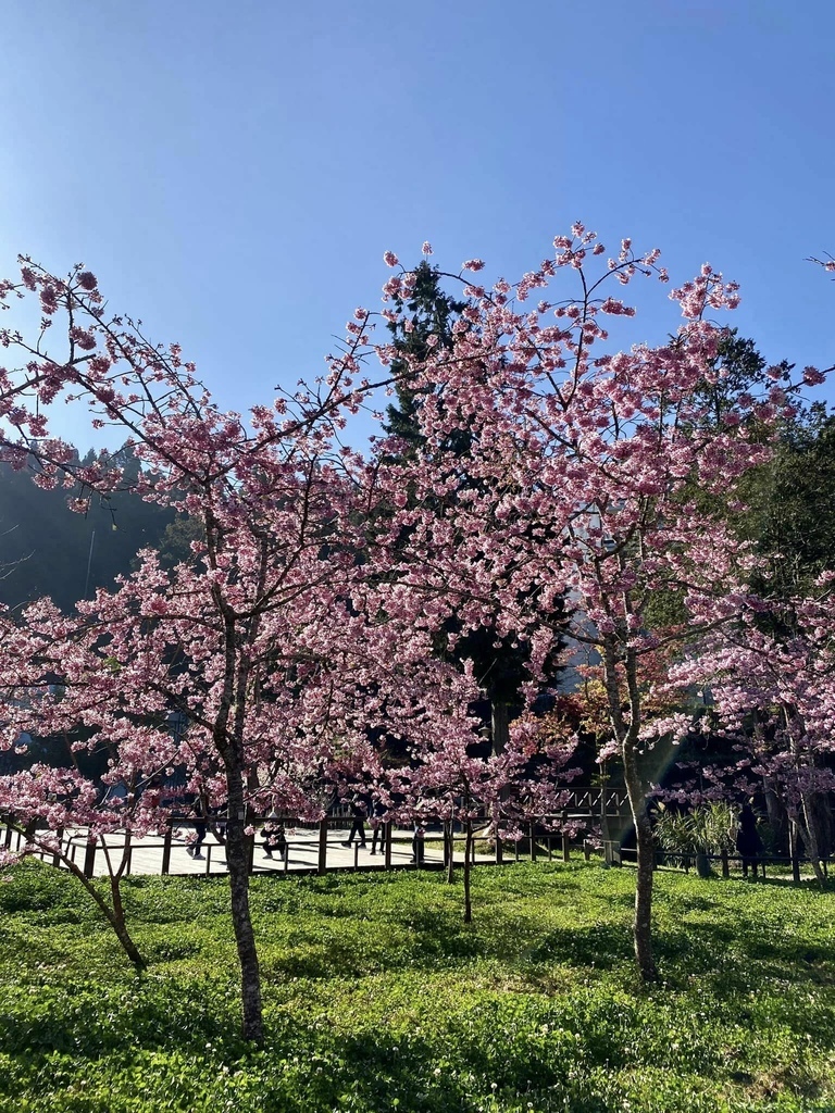 【嘉義阿里山】阿里山森林遊樂區賞花行。day2