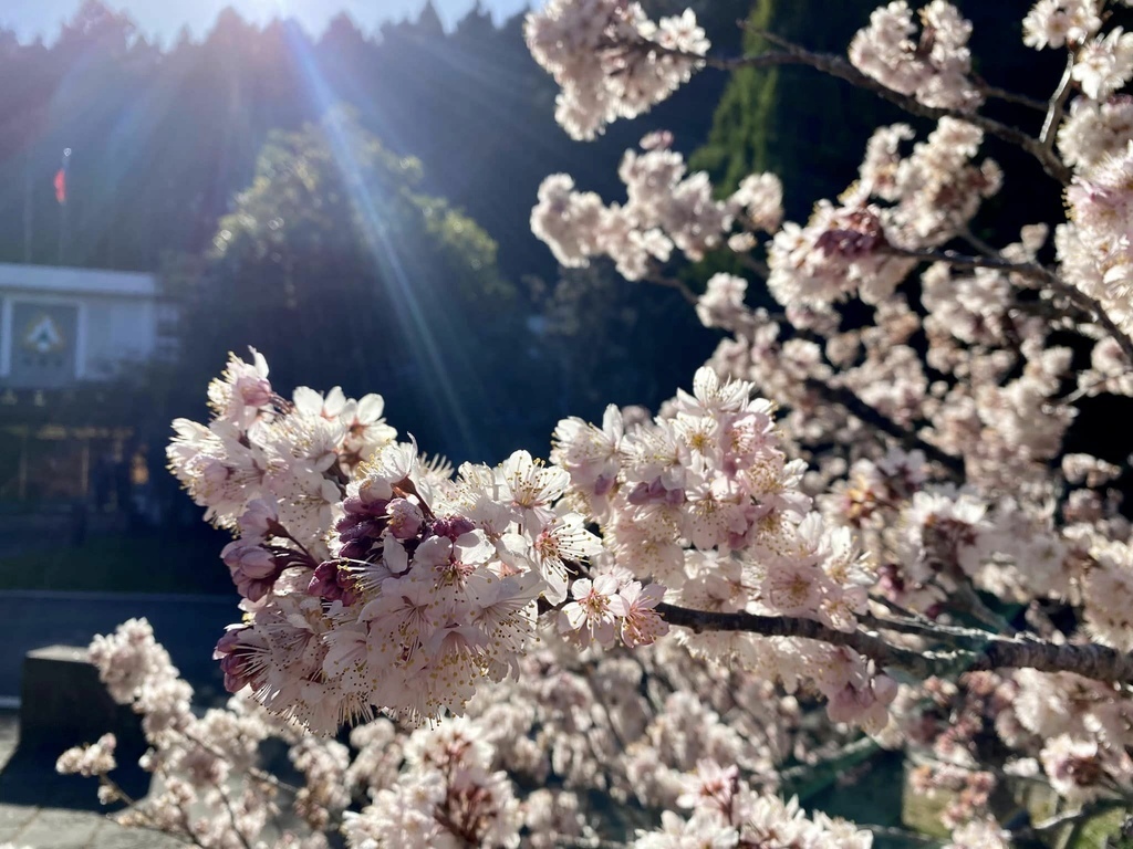 【嘉義阿里山】阿里山森林遊樂區賞花行。day2