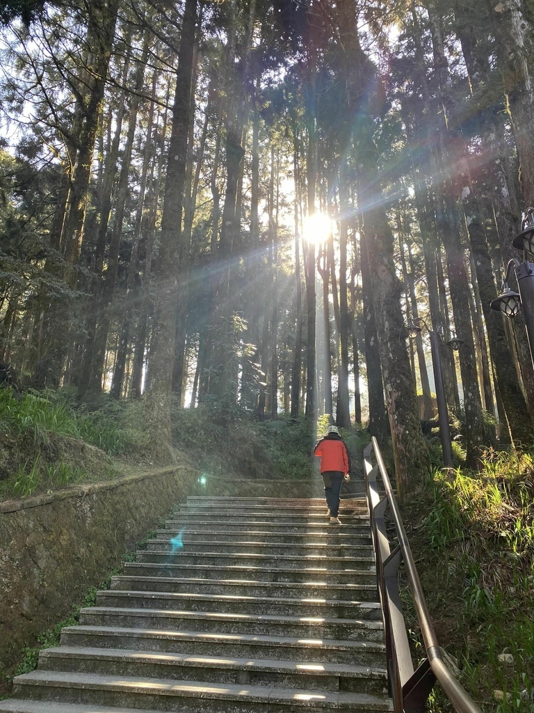 【嘉義阿里山】阿里山森林遊樂區賞花行。day2